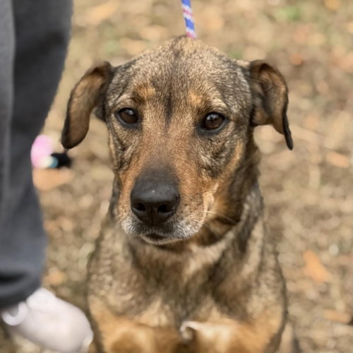 Lulu, an adoptable Feist in Yardley, PA