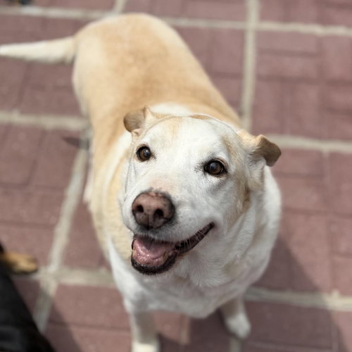 Marge And Homer, an adoptable Labrador Retriever in Yardley, PA