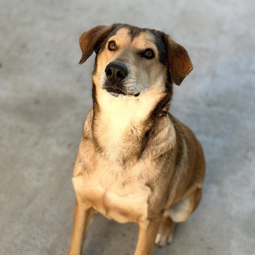 Moodonna, an adoptable Shepherd in Yardley, PA