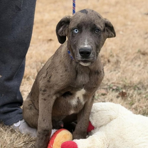 MOOSE - Labrador Retriever / Australian Shepherd available for adoption