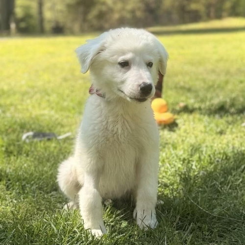 Natasha, an adoptable Great Pyrenees in Yardley, PA