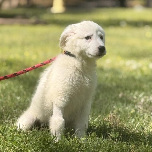 NATASHA - Great Pyrenees available for adoption