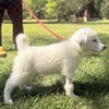 Natasha - Photo 4