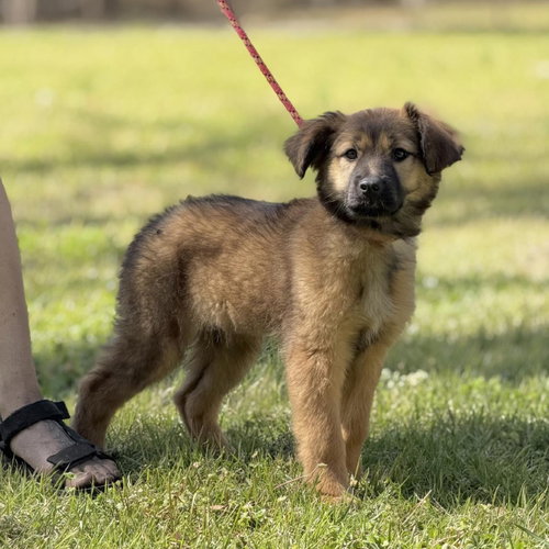 Paddy, an adoptable Shepherd in Yardley, PA