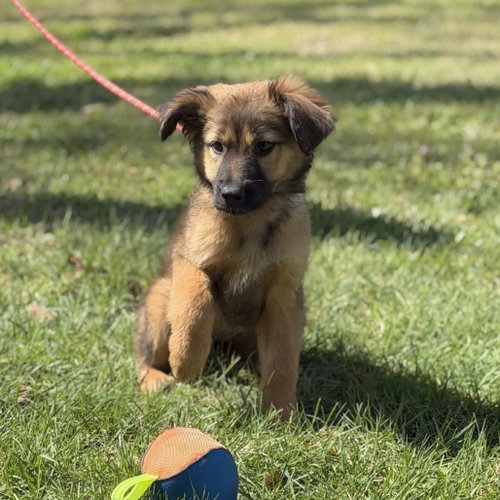 PADDY - Shepherd available for adoption
