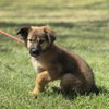 Paddy - Photo 3