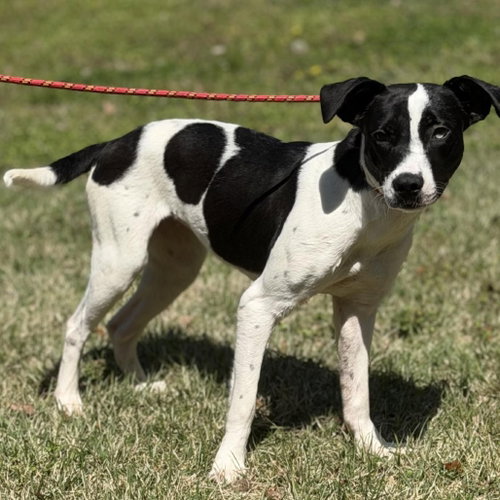 PARIS - Terrier available for adoption