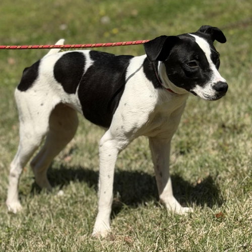 PARIS - Terrier available for adoption