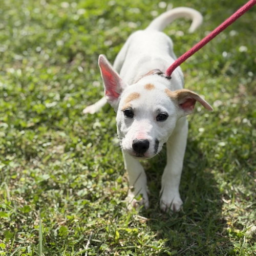 PENNE - Terrier / Labrador Retriever available for adoption