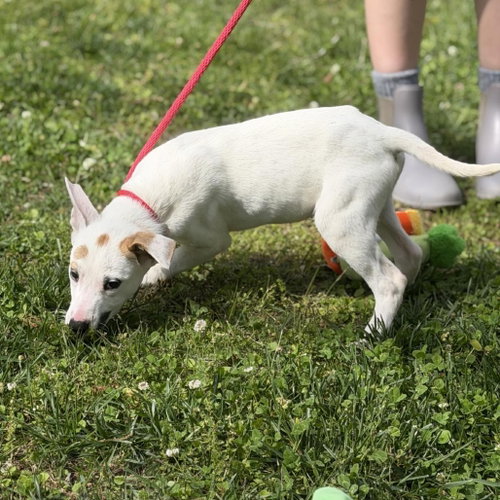 PENNE - Terrier / Labrador Retriever available for adoption