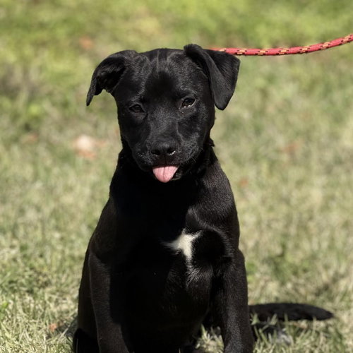 Pistachio, an adoptable Labrador Retriever in Yardley, PA
