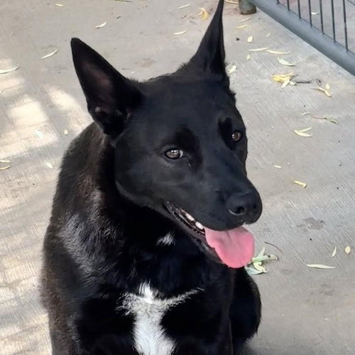 PIXIE - Shepherd / Australian Cattle Dog/Blue Heeler available for adoption