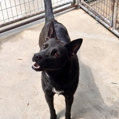 PIXIE - Shepherd / Australian Cattle Dog/Blue Heeler available for adoption