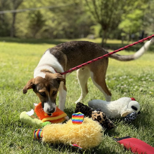 Roo, an adoptable Australian Shepherd in Yardley, PA