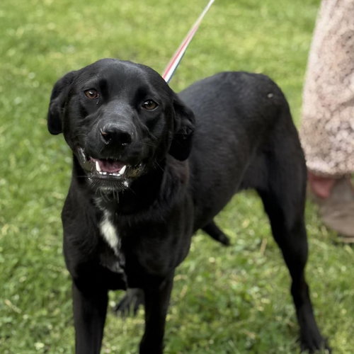 Rose, an adoptable Catahoula Leopard Dog in Yardley, PA