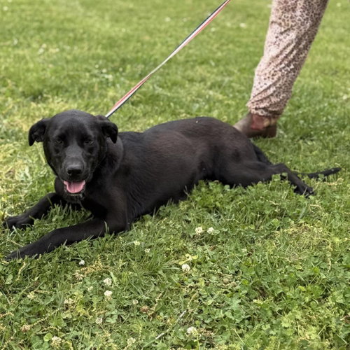 ROSE - Catahoula Leopard Dog / Labrador Retriever available for adoption