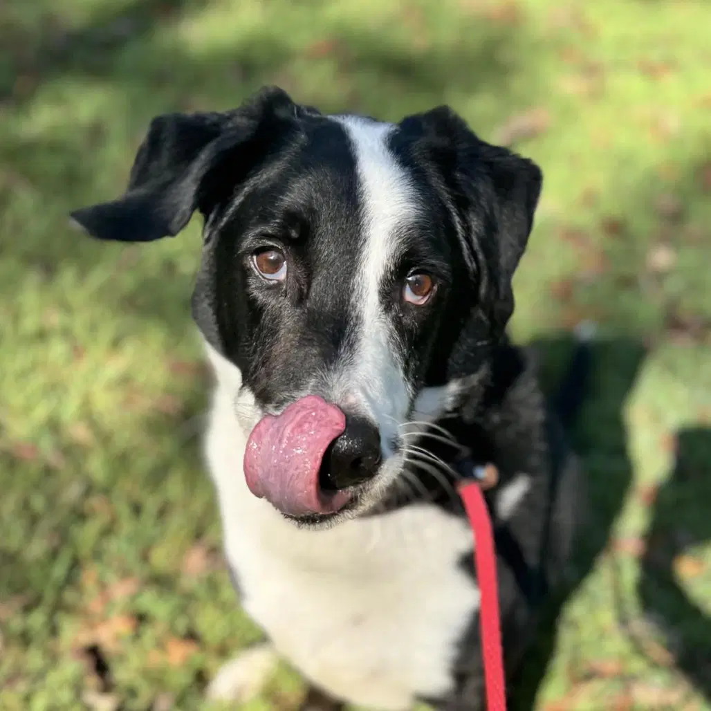Rupert - Labrador Retriever