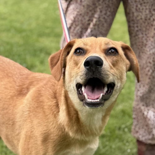 Sally, an adoptable Catahoula Leopard Dog in Yardley, PA