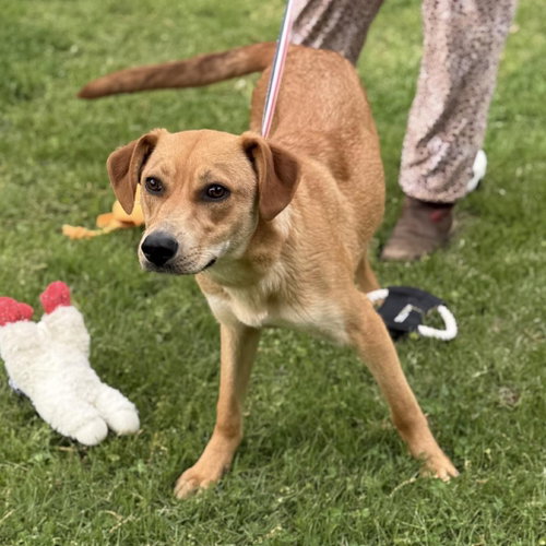 SALLY - Catahoula Leopard Dog / Labrador Retriever available for adoption