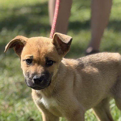 SHAMROCK - Shepherd available for adoption
