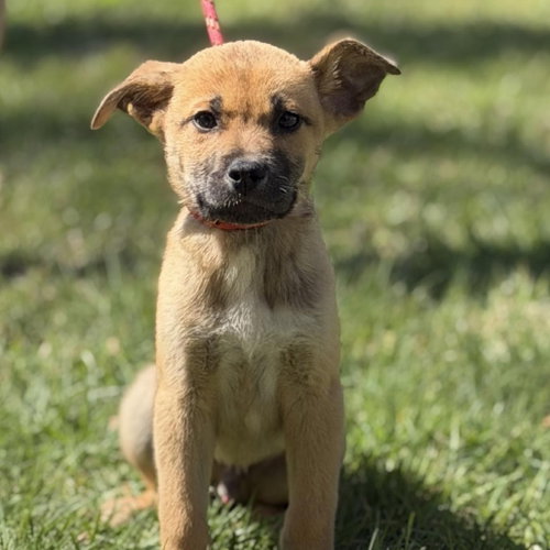 SHAMROCK - Shepherd available for adoption