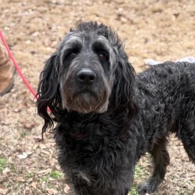 Silver, an adoptable Poodle in Yardley, PA