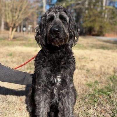 SILVER - Poodle (unknown type) available for adoption