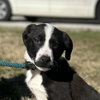 Smokey - Photo 1