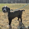 Smokey - Photo 2