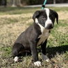 Smokey - Photo 4