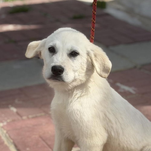 Snow, an adoptable Great Pyrenees in Yardley, PA