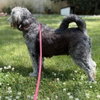 Stella - Photo 2