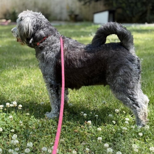 STELLA - Poodle (unknown type) / Sheep Dog available for adoption
