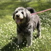 Stella - Photo 3