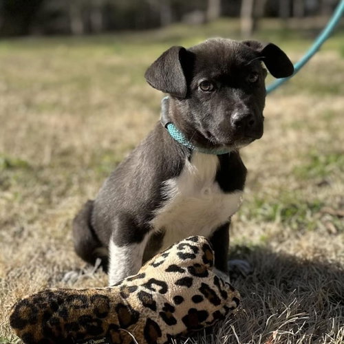 STORMY - Labrador Retriever available for adoption