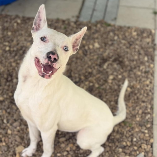 SUGAR - Terrier / Dogo Argentino available for adoption