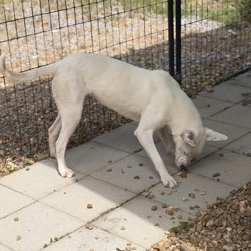 SUGAR - Terrier / Dogo Argentino available for adoption