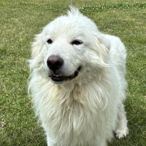 THOMAS - Great Pyrenees available for adoption