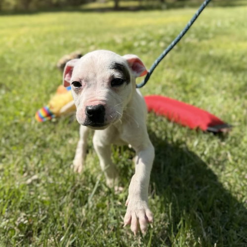 THUMPER - Boxer available for adoption