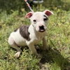Thumper - Photo 3