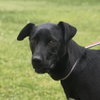 Toby - Photo 1