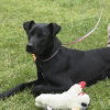 Toby - Photo 2