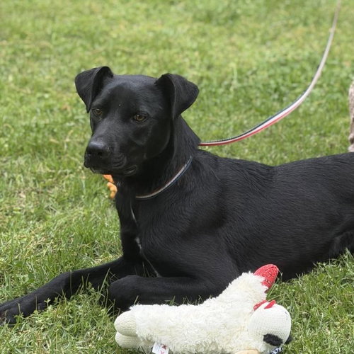 TOBY - Catahoula Leopard Dog / Labrador Retriever available for adoption