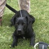 Toby - Photo 3