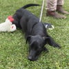 Toby - Photo 4