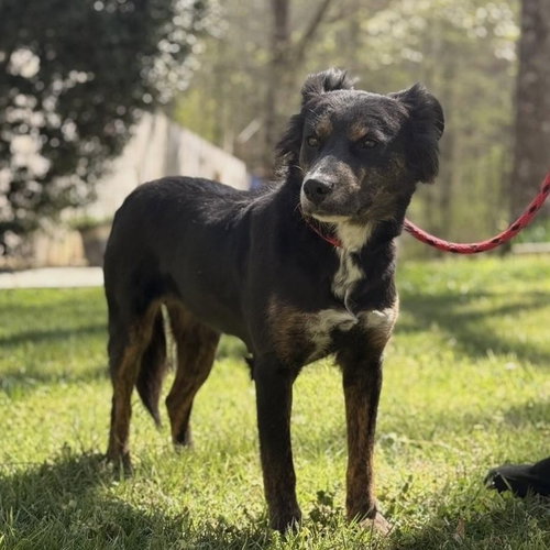 Tulip, an adoptable Australian Shepherd in Yardley, PA