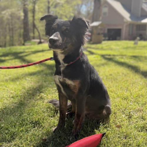 TULIP - Australian Shepherd / Shepherd available for adoption
