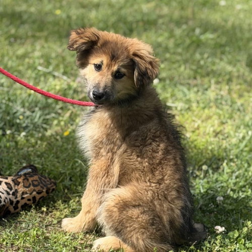 VALENTINO - Great Pyrenees / German Shepherd Dog available for adoption