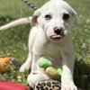 Victor - Photo 1