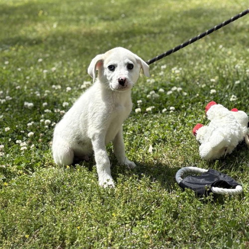 VICTOR - Great Pyrenees available for adoption
